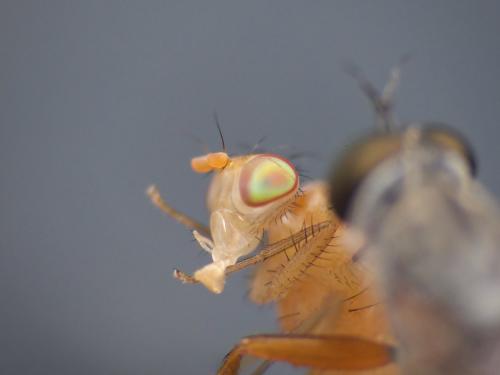 Lauxaniinae